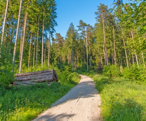 Holzfuchsen-Tour